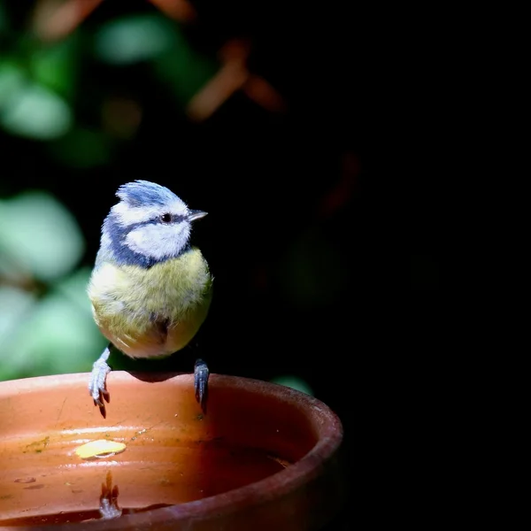菠菜平台捕鱼游戏